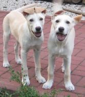 happy puppies.jpg